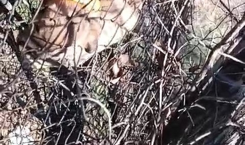 Keban'da Yavru Köpek Kurtarıldı Keban’da Yavru Köpek Kurtarıldı