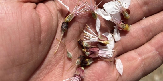 Malatya'da Don Olayı Kayısı Üreticilerini Olumsuz Etkiledi Malatya’da Don Olayı Kayısı Üreticilerini Olumsuz Etkiledi