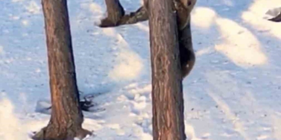 Sarıkamış’ta Ağaca Tırmanan Boz Ayının Kameralara Yansıyan Eğlenceli Anları