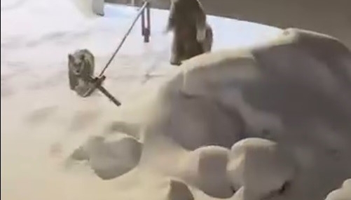 Sarıkamış’ta Anne Ayı ve Yavruları Kameralara Yansıdı