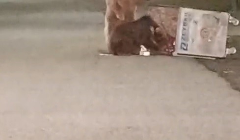 Sarıkamış’ta Kış Uykusundan Uyanan Ayılar Sokaklarda Görünmeye Başladı