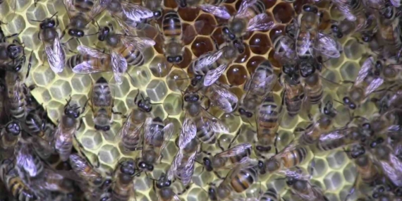 Siirt'te Arıcılıkta Hedef: Türkiye'de Birinci Olmak Siirt’te Arıcılıkta Hedef: Türkiye’de Birinci Olmak