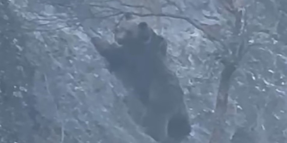 Tunceli’de Ayının Yaban Keçisiyle Mücadelesi