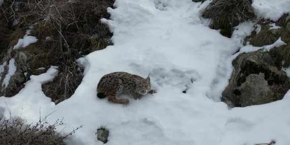 Uzundere'de Nesli Tükenmekte Olan Vaşak Sürüleri Görüntülendi Uzundere’de Nesli Tükenmekte Olan Vaşak Sürüleri Görüntülendi