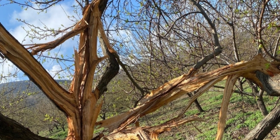 Yıldırımın Kayısı Bahçesine Düşmesi: Ağaçları Parçalayan Felaket Yıldırımın Kayısı Bahçesine Düşmesi: Ağaçları Parçalayan Felaket