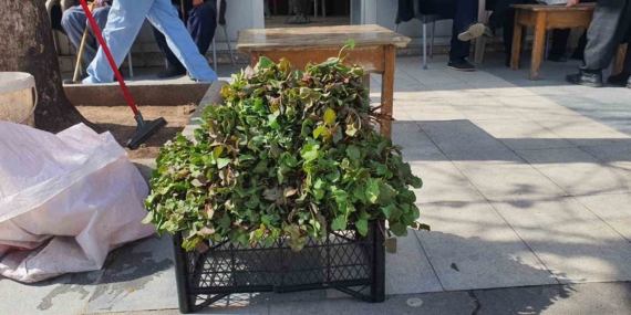 Yılın İlk Kuzu Kulağı Tezgahlarda Göz Kamaştırıyor Yılın İlk Kuzu Kulağı Tezgahlarda Göz Kamaştırıyor