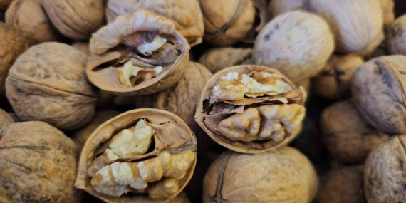 Adilcevaz'dan Türkiye'nin Dört Bir Yanına Ceviz Fidanı Yetiştiriliyor Adilcevaz’dan Türkiye’nin Dört Bir Yanına Ceviz Fidanı Yetiştiriliyor