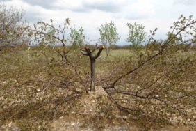 agaclari-korumanin-yolu-etkili-budama-teknikleri-cYDHlW1d.jpg