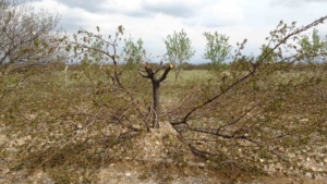 agaclari-korumanin-yolu-etkili-budama-teknikleri-cYDHlW1d.jpg