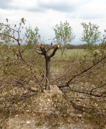agaclari-korumanin-yolu-etkili-budama-teknikleri-cYDHlW1d.jpg