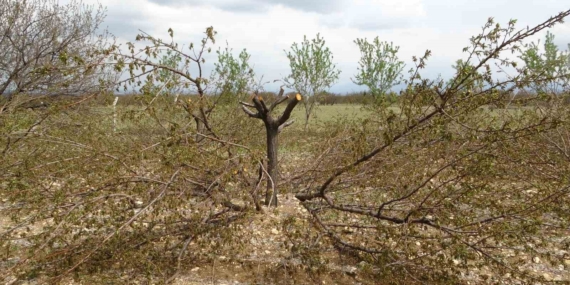 Ağaçları Korumanın Yolu: Etkili Budama Teknikleri Ağaçları Korumanın Yolu: Etkili Budama Teknikleri