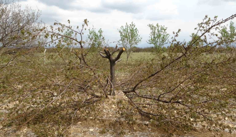 agaclari-korumanin-yolu-etkili-budama-teknikleri-cYDHlW1d.jpg