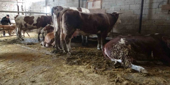 Ahırda Korkunç Olay: Birçok Büyükbaş Hayvan Akıma Kapıldı, 4'ü Hayatını Kaybetti Ahırda Korkunç Olay: Birçok Büyükbaş Hayvan Akıma Kapıldı, 4’ü Hayatını Kaybetti