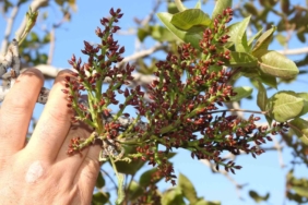 antep-fistigi-ureticileri-icin-zirai-don-tehlikesinin-gecmesi-rahatlatici-bir-gelisme-N6ILMuTD.jpg