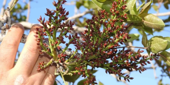 Antep Fıstığı Üreticileri İçin Zirai Don Tehlikesinin Geçmesi Rahatlatıcı Bir Gelişme Antep Fıstığı Üreticileri İçin Zirai Don Tehlikesinin Geçmesi Rahatlatıcı Bir Gelişme