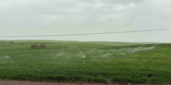 Diyarbakır'da Yağmurda Fıskiye ile Sulanan Ekili Araziler: Tarımda Yeni Bir Yaklaşım Diyarbakır’da Yağmurda Fıskiye ile Sulanan Ekili Araziler: Tarımda Yeni Bir Yaklaşım