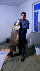 elazigda-60-kilogramlik-dev-turna-baligi-avlandi-7g5LyPpK.jpg