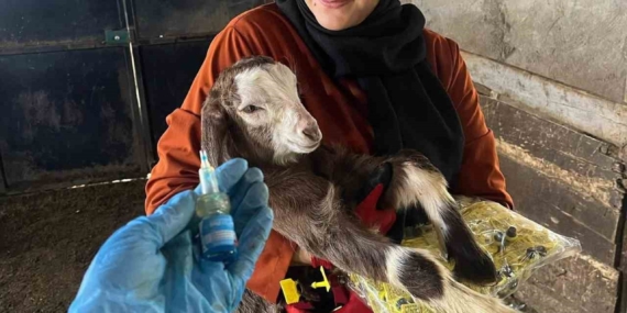 Elazığ'da Aşı ve Küpeleme Uygulamalarında Yeni Dönem Elazığ’da Aşı ve Küpeleme Uygulamalarında Yeni Dönem