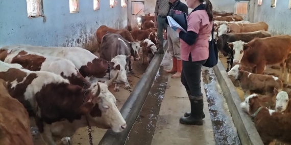 Elazığ'da Aşılama ve Küpeleme Çalışmalarında Yeni Gelişmeler Elazığ’da Aşılama ve Küpeleme Çalışmalarında Yeni Gelişmeler