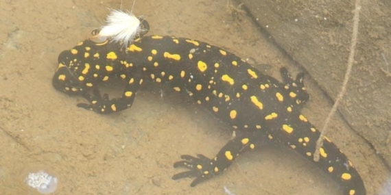 Elazığ'da Eşsiz Bir An: Benekli Semenderin Görüntüsü Elazığ’da Eşsiz Bir An: Benekli Semenderin Görüntüsü