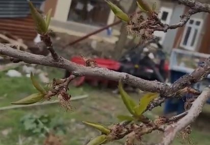 Elazığ'da Kayısı Üzerine Don Darbesi: Üreticiler Endişeli Elazığ’da Kayısı Üzerine Don Darbesi: Üreticiler Endişeli