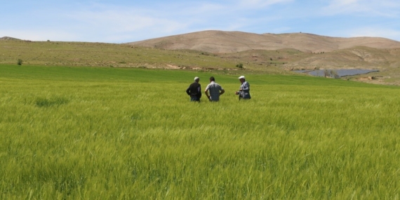 Elazığ'da Süne Sürvey Çalışmaları Resmen Başladı: Tarımda Yeni Bir Dönem! Elazığ’da Süne Sürvey Çalışmaları Resmen Başladı: Tarımda Yeni Bir Dönem!