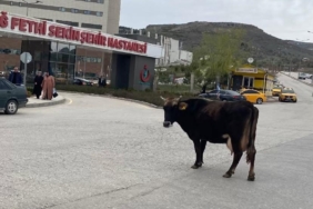 elazigda-yolda-kayip-dusen-inek-hastane-onunde-ilginc-bir-durum-olusturdu-JGNzHPad.jpg