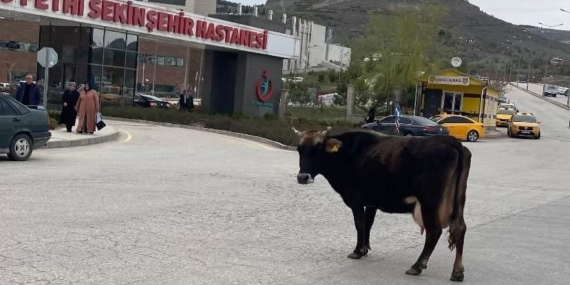 Elazığ'da Yolda Kayıp Düşen İnek, Hastane Önünde İlginç Bir Durum Oluşturdu Elazığ’da Yolda Kayıp Düşen İnek, Hastane Önünde İlginç Bir Durum Oluşturdu