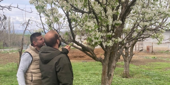 Elazığ'da Zirai Don Sonrası Hasar Tespit Çalışmaları Devam Ediyor Elazığ’da Zirai Don Sonrası Hasar Tespit Çalışmaları Devam Ediyor