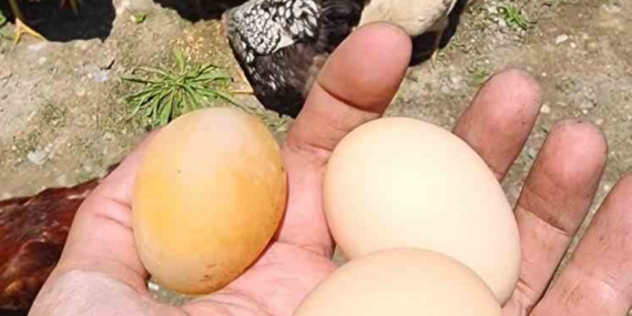 Gözlerine İnanamadığı O Yumurtanın Sırrı!