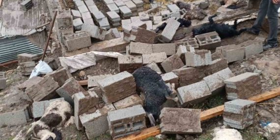 Hakkari'de Ahırın Çökmesi Sonucu 25 Küçükbaş Hayvan Telef Oldu Hakkari’de Ahırın Çökmesi Sonucu 25 Küçükbaş Hayvan Telef Oldu