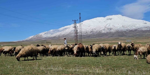 Havanın Isınmasıyla Hayvan Sahiplerinin Yüzü Güldü Havanın Isınmasıyla Hayvan Sahiplerinin Yüzü Güldü