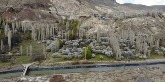 Kars'ta Baharın Müjdecisi: Çiçek Açan Kayısı Ağaçları Büyülüyor Kars’ta Baharın Müjdecisi: Çiçek Açan Kayısı Ağaçları Büyülüyor