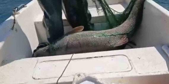 Keban Baraj Gölü'nde 72 Kiloluk Dev Turna Balığı Şaşkınlık Yarattı Keban Baraj Gölü’nde 72 Kiloluk Dev Turna Balığı Şaşkınlık Yarattı