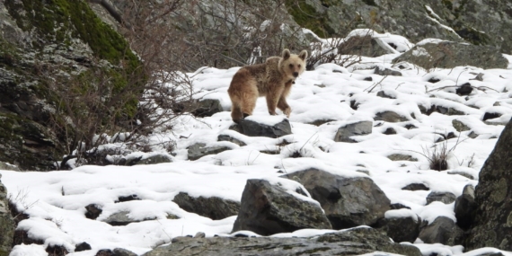 Kış Uykusundan Uyanan Boz Ayı: Yiyecek Arayışındaki Anları Kış Uykusundan Uyanan Boz Ayı: Yiyecek Arayışındaki Anları
