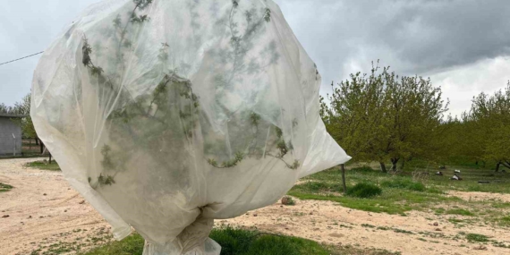 Malatya Kayısı Üreticilerinin Zirai Donla Mücadele Stratejileri Malatya Kayısı Üreticilerinin Zirai Donla Mücadele Stratejileri