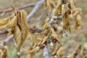 malatyada-tarihin-en-siddetli-zirai-don-olayi-gerceklesti-sd9nzXMl.jpg