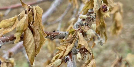 Malatya'da Tarihin En Şiddetli Zirai Don Olayı Gerçekleşti Malatya’da Tarihin En Şiddetli Zirai Don Olayı Gerçekleşti