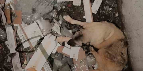 Mardin'de Asansör Boşluğuna Düşen Köpek Kurtarılarak Sahiplenildi Mardin’de Asansör Boşluğuna Düşen Köpek Kurtarılarak Sahiplenildi