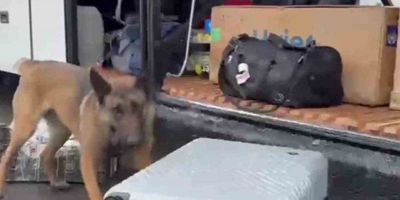Narkotik Madde Arama Köpeği HERA: Kaçış Yok! Narkotik Madde Arama Köpeği HERA: Kaçış Yok!
