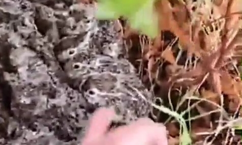 Özel An: Çobanın Yeni Doğan Tavşan Yavrularını Koruma Görevi