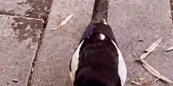 Saksağan ve İlçe Esnafının Büyüleyici Anları Saksağan ve İlçe Esnafının Büyüleyici Anları