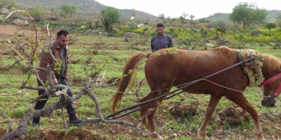 Traktör Giremeyen Tarlalar: Atlarla Sürdüğümüz Verimli Alanlar Traktör Giremeyen Tarlalar: Atlarla Sürdüğümüz Verimli Alanlar