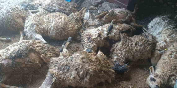 Tunceli'de Ağılda İzdiham: 11 Koyun Telef Oldu Tunceli’de Ağılda İzdiham: 11 Koyun Telef Oldu