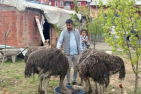 tuzlucanin-yeni-maskotlari-deve-kuslari-YMPW9Un4.jpg