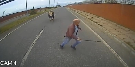 Yola Çıkan İneği Uzaklaştırmaya Çalışırken Şaşkınlık İçinde Kaldı Yola Çıkan İneği Uzaklaştırmaya Çalışırken Şaşkınlık İçinde Kaldı