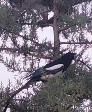 agaca-tirmanan-kedi-kargalarin-saldirisina-ugradi-Fxq8T81O.jpg