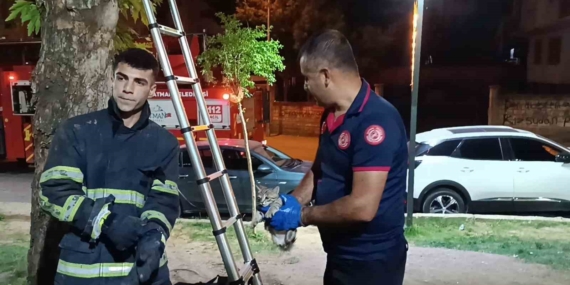 Ağaçta Mahsur Kalan Kediyi İtfaiye Ekibi Kahramanca Kurtardı Ağaçta Mahsur Kalan Kediyi İtfaiye Ekibi Kahramanca Kurtardı