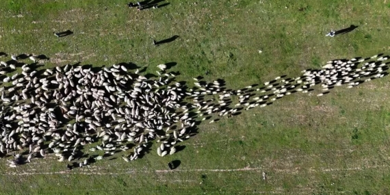 Ahlat’ta Koyun ve Kuzuların Buluşması: Havadan Eşsiz Görüntüler Ahlat’ta Koyun ve Kuzuların Buluşması: Havadan Eşsiz Görüntüler