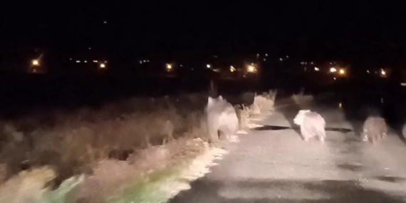 Bal Avcısı Ayıların İkinci Saldırısı: Arı Kovanındaki Mücadele Bal Avcısı Ayıların İkinci Saldırısı: Arı Kovanındaki Mücadele